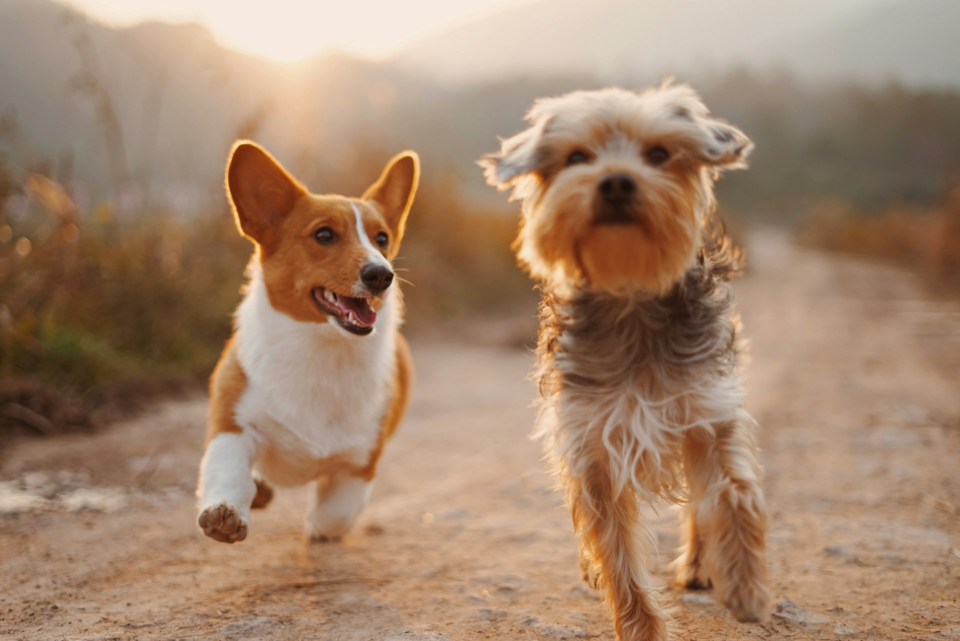 Happy pets